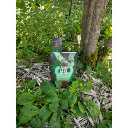 Occulea Saïgis - Tome 2 au milieu de la végétation